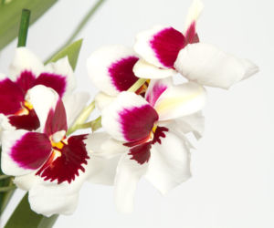 Miltonia
