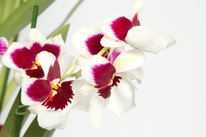 Miltonia