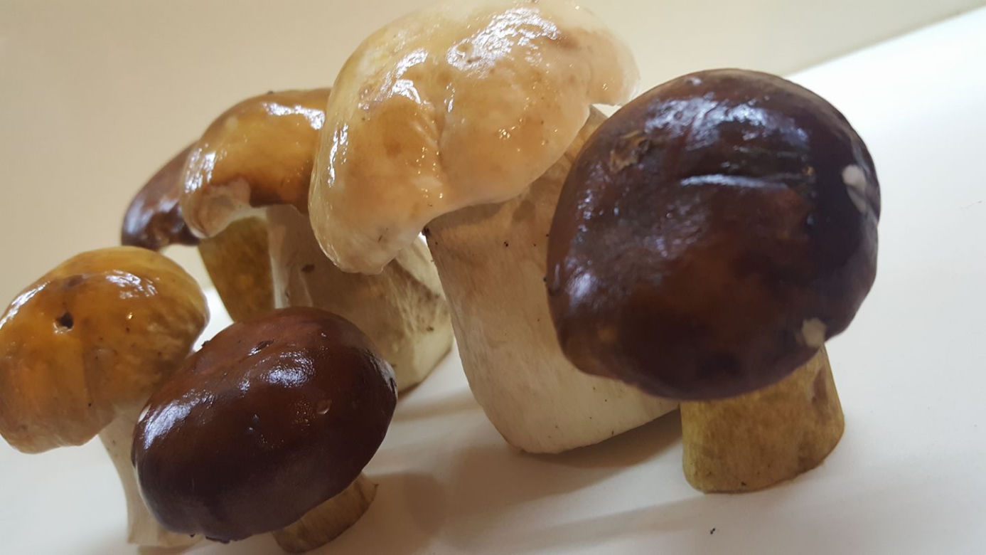 Grzybobranie na Podkarpaciu: Zdjęcia Czytelników