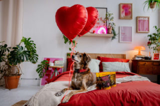 Walentynki z pupilem, czyli miłość, która nie potrzebuje słów. Jak budować relację ze zwierzakiem na co dzień?