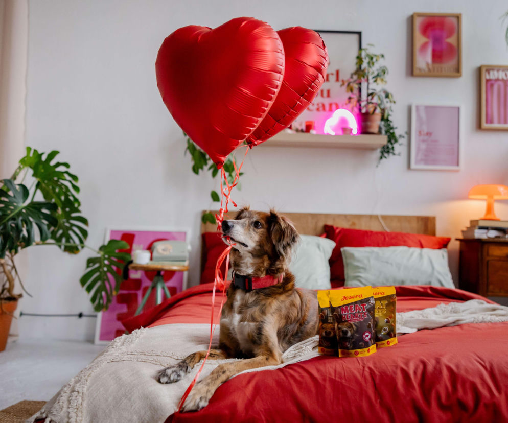 Walentynki z pupilem