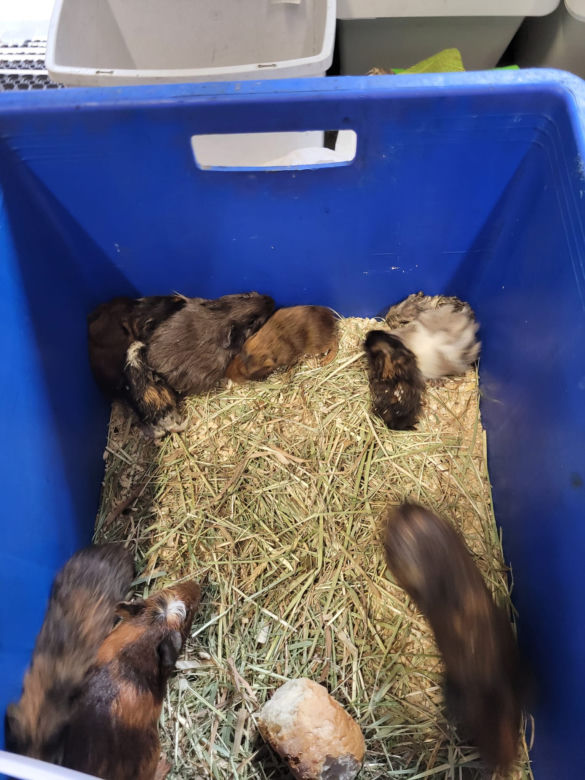 Sklep zoologiczny w Bytomiu: zwierzęta w strasznych warunkach
