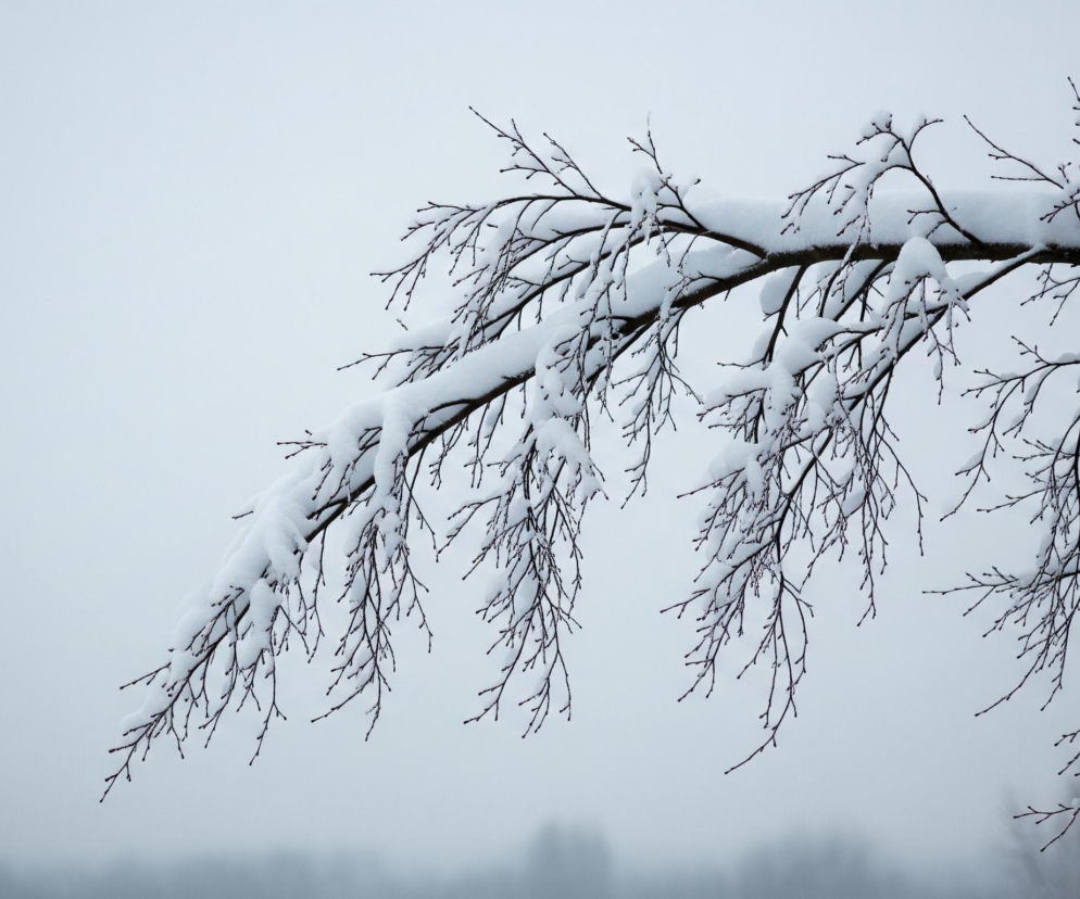 Gałęzie drzewa, pokryte grubą warstwą śniegu, rozciągają się od prawej do lewej strony obrazu. Ciemne, bezlistne gałązki i pędy wystają spod białego puchu, kontrastując z jasnym, zamglonym tłem. Na dole, w oddali, widać niewyraźne, ciemne sylwetki innych drzew lub krzewów, tworzące poziomą linię na tle szarego nieba.
