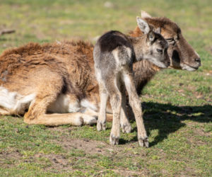 Zoo Wrocław: Na świat przyszło 6 małych muflonów