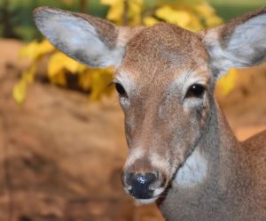 Pleszew. Łania zatrzelona w okresie ochronnym. Jest końcowa decyzja prokuratury
