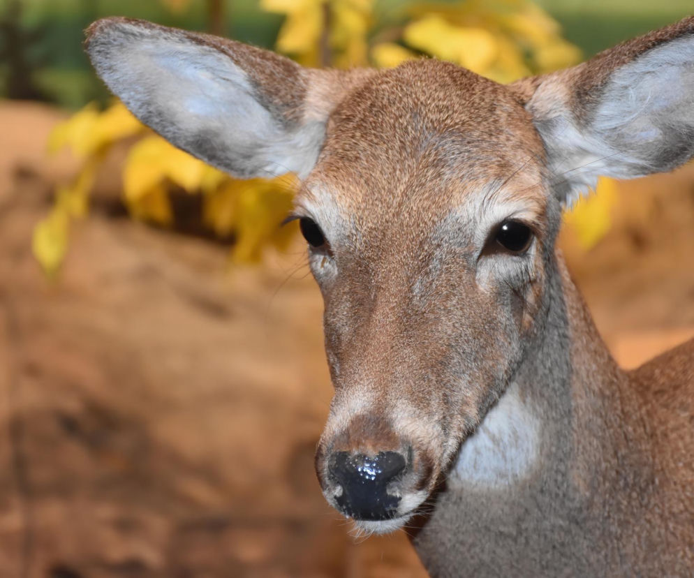 Pleszew. Łania zatrzelona w okresie ochronnym. Jest końcowa decyzja prokuratury
