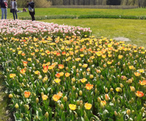 Tulipany w łódzkim botaniku