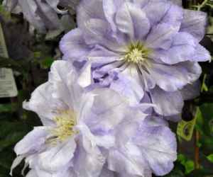Powojnik 'Mazury'
