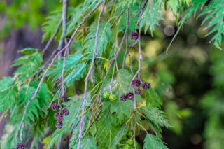 Olsza szara ‘Laciniata’ - Alnus incana ‘Laciniata’