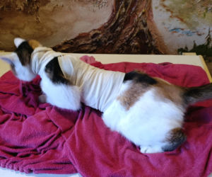 Watahy zdziczałych psów atakują wieś! Rozrywają koty, rzuciły się na dziecko!