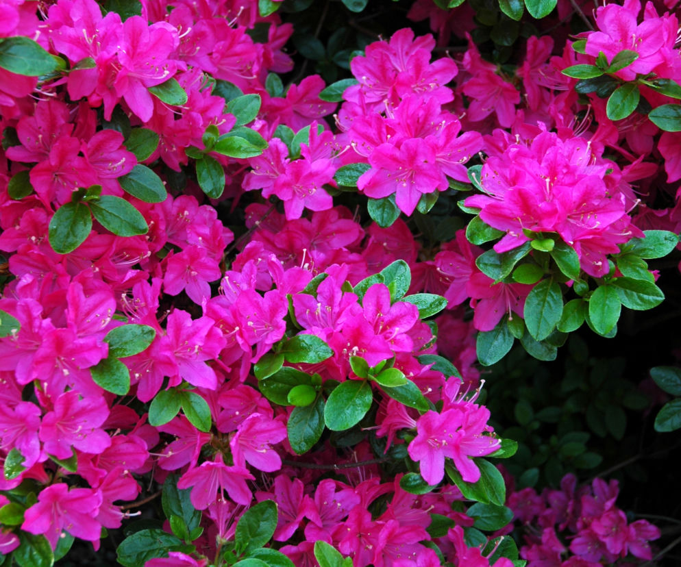 azalia japońska 'Diamant Rosa'