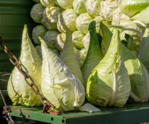 Kapusta stożkowa – dlaczego warto ją znać i jak wykorzystać kapustę „bawole serce” w kuchni