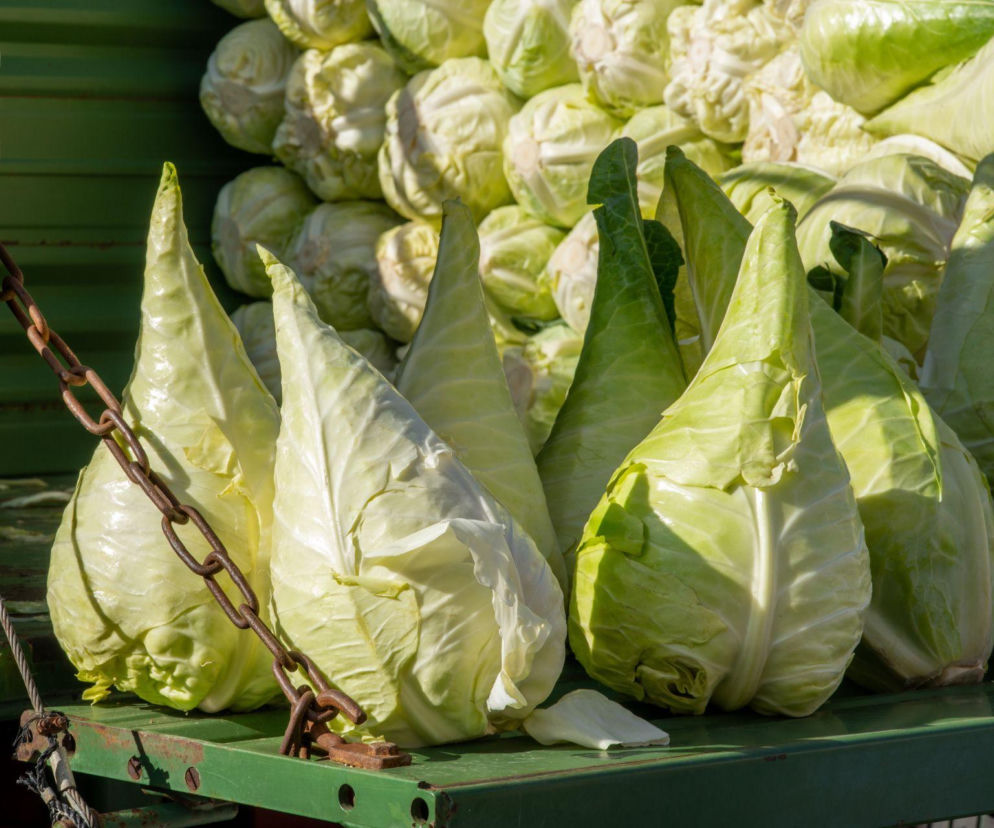 Kapusta stożkowa – dlaczego warto ją znać i jak wykorzystać kapustę „bawole serce” w kuchni