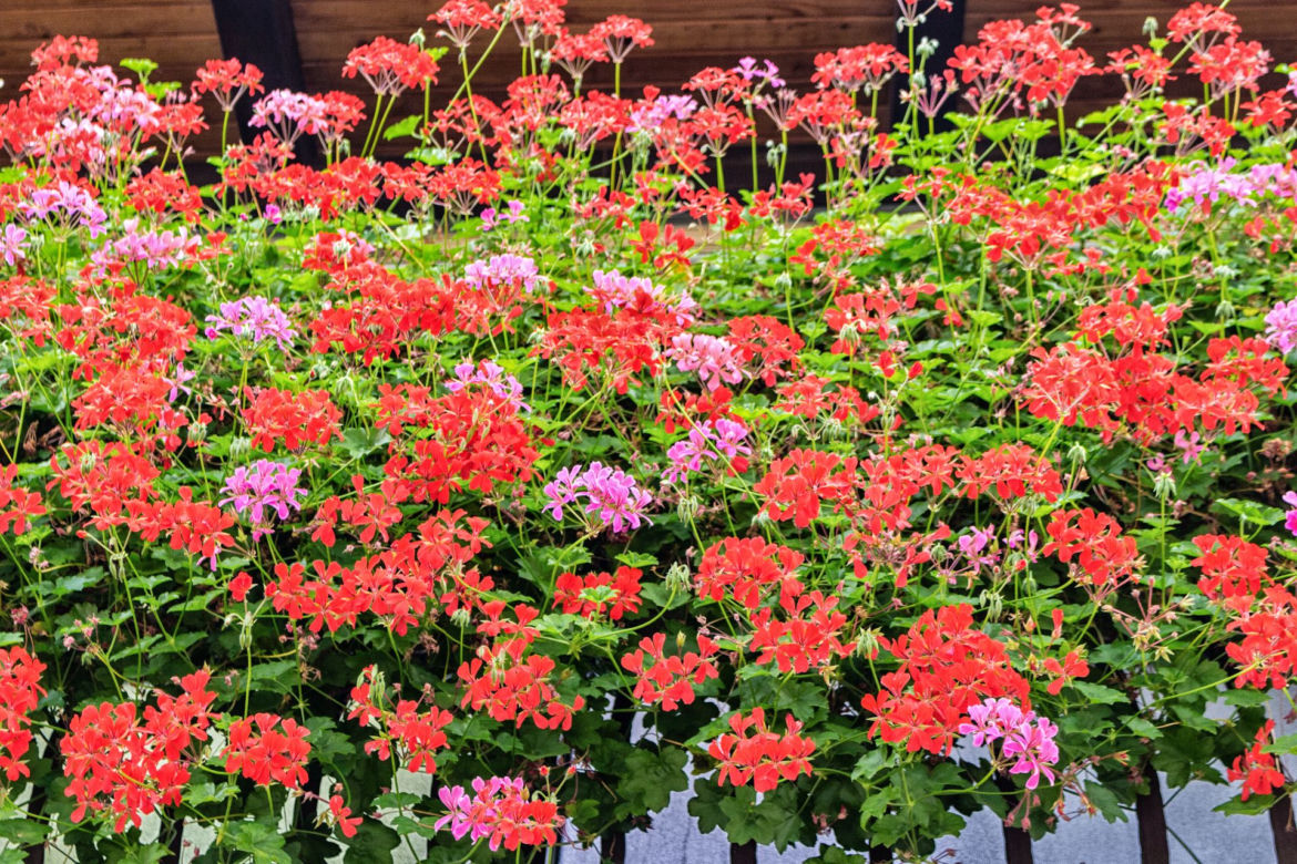 Pelargonia kaskadowa 