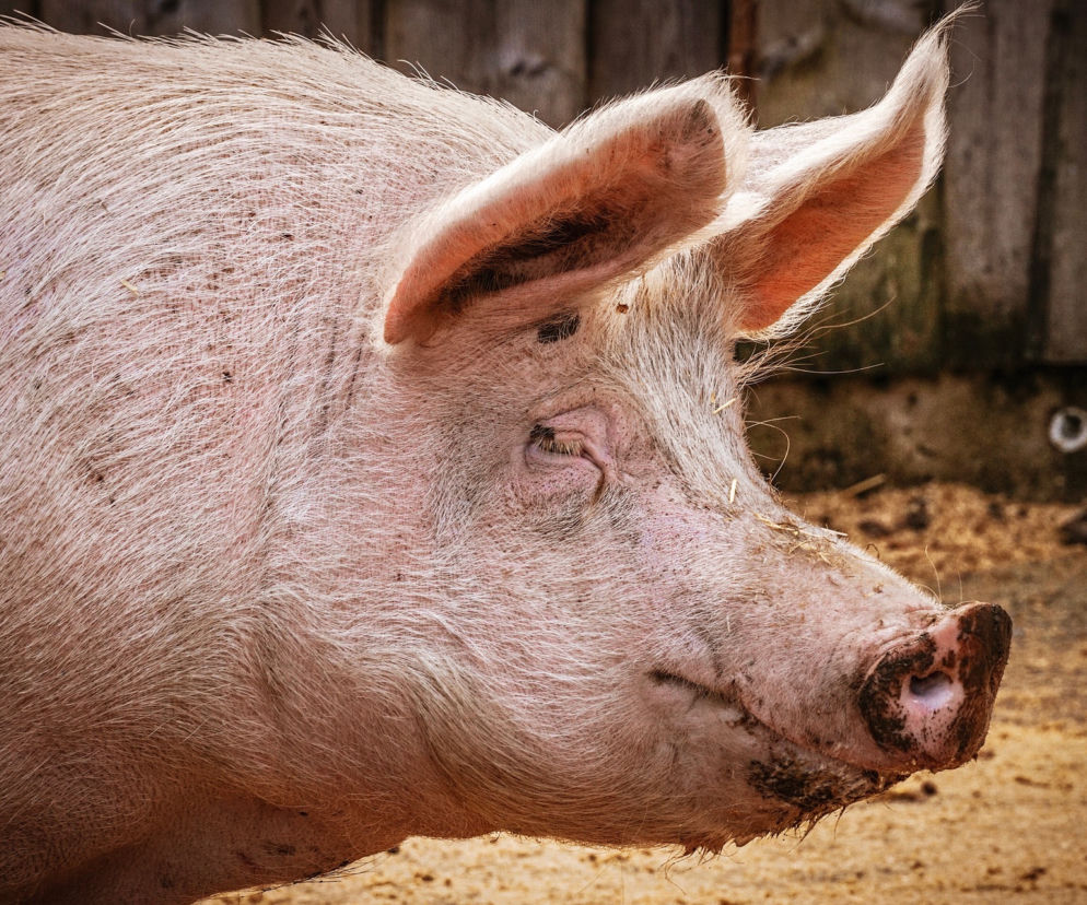 Afrykański pomór świń znów groźny.