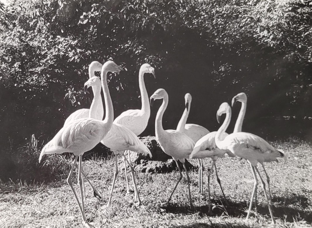 Łódzkie zoo w latach 70.