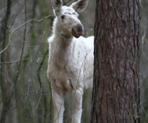 Między drzewami spacerował biały łoś! Zaskakujący widok w Kampinoskim Parku Narodowym