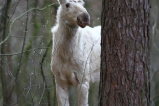 Między drzewami spacerował biały łoś! Zaskakujący widok w Kampinoskim Parku Narodowym