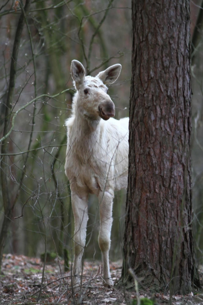 Między drzewami spacerował biały łoś! Zaskakujący widok w Kampinoskim Parku Narodowym