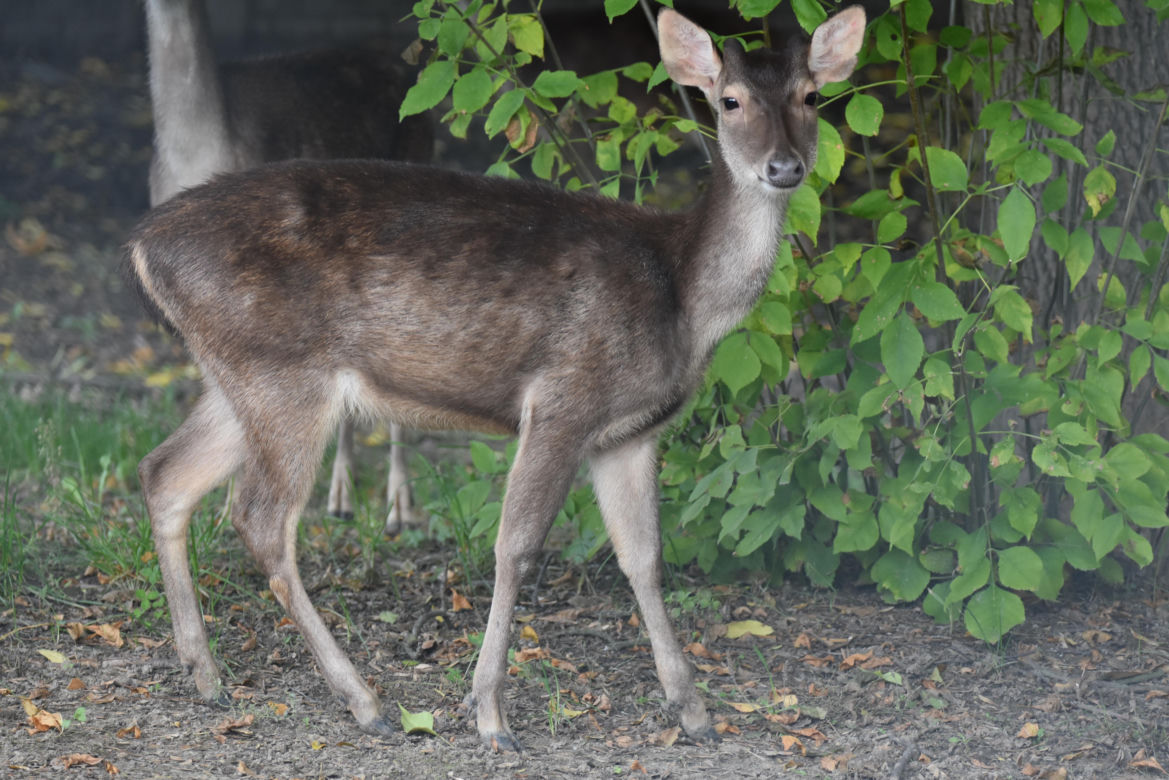 Nowe zwierzęta w zamojskim zoo: jeleń timorski