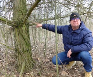Bomba wyrosła mi na drzewie