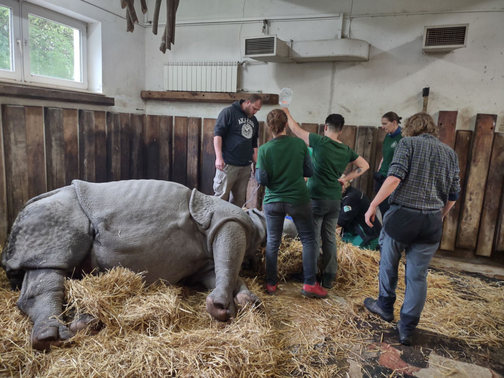 Operacja w warszawskim zoo. Samica nosorożca z mniejszym rogiem