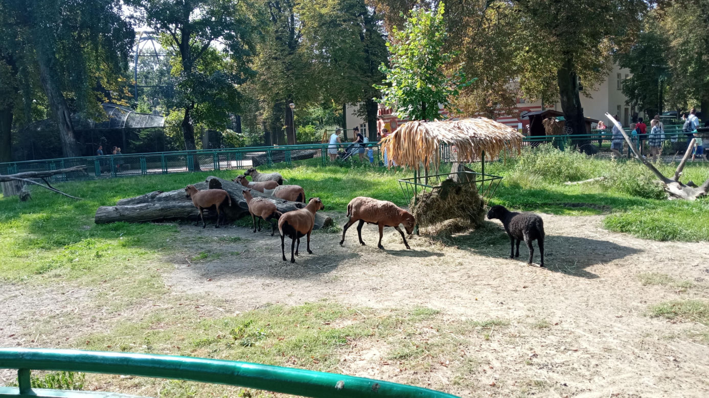 Stare ZOO w Poznaniu. Idealne miejsce na rodzinne spacery w sercu miasta 