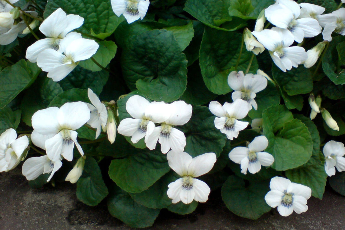 Fiołek motylkowaty 'Albiflora'