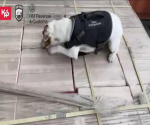 Przemyt za ponad 150 mln zł. Służby przejęły tonę heroiny