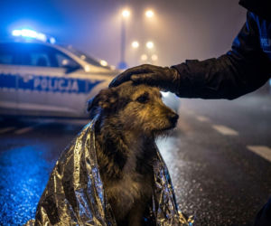 Znęcanie się nad psem w Jaworze. 38-latce grożą 3 lata więzienia