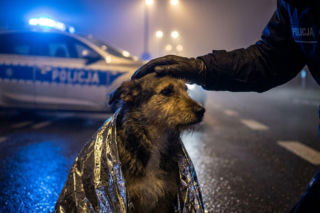 Znęcanie się nad psem w Jaworze. 38-latce grożą 3 lata więzienia