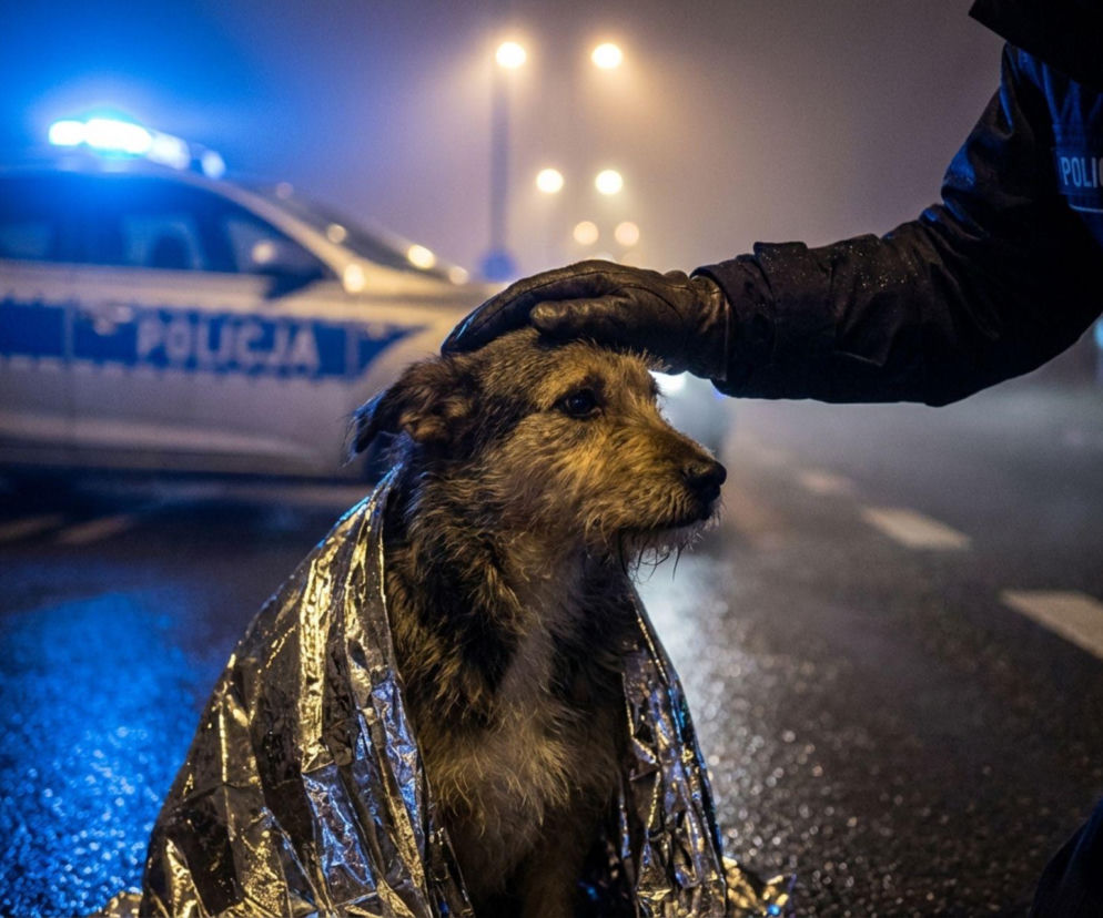 Znęcanie się nad psem w Jaworze. 38-latce grożą 3 lata więzienia