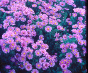 Aster nowobelgijski 