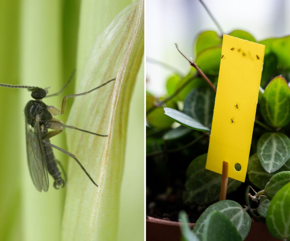 Koniec z ziemiórkami! Ten dwustopniowy plan zniszczy larwy i muszki, ratując twoje rośliny raz na zawsze