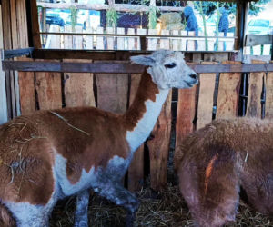 Żywa szopka w Żydowcach