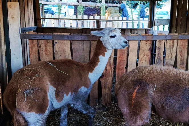 Żywa szopka w Żydowcach