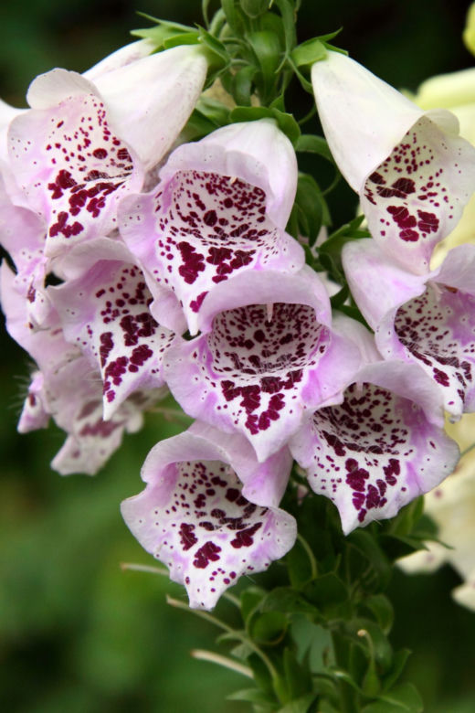 Naparstnica purpurowa