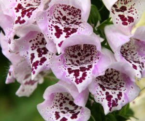 naparstnica
