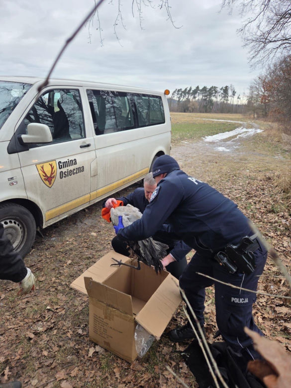 Nietypowa akcja ratunkowa w gminie Osieczna. Uratowali żurawia leżącego na lodzie