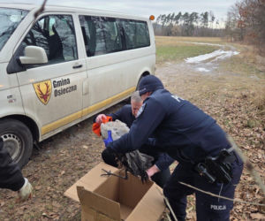 Nietypowa akcja ratunkowa w gminie Osieczna. Uratowali żurawia leżącego na lodzie