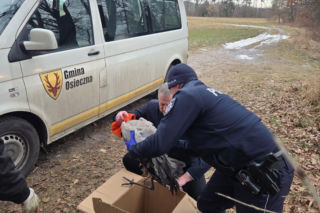 Nietypowa akcja ratunkowa w gminie Osieczna. Uratowali żurawia leżącego na lodzie