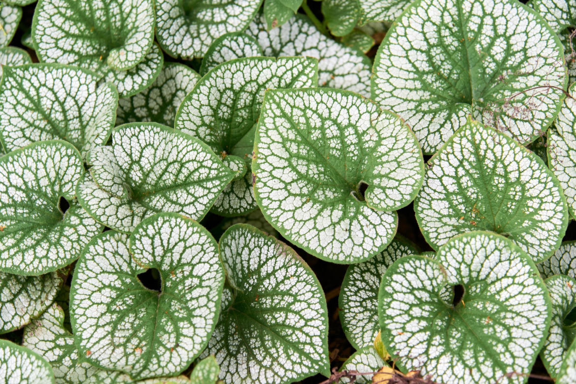 Brunnera wielkolistna