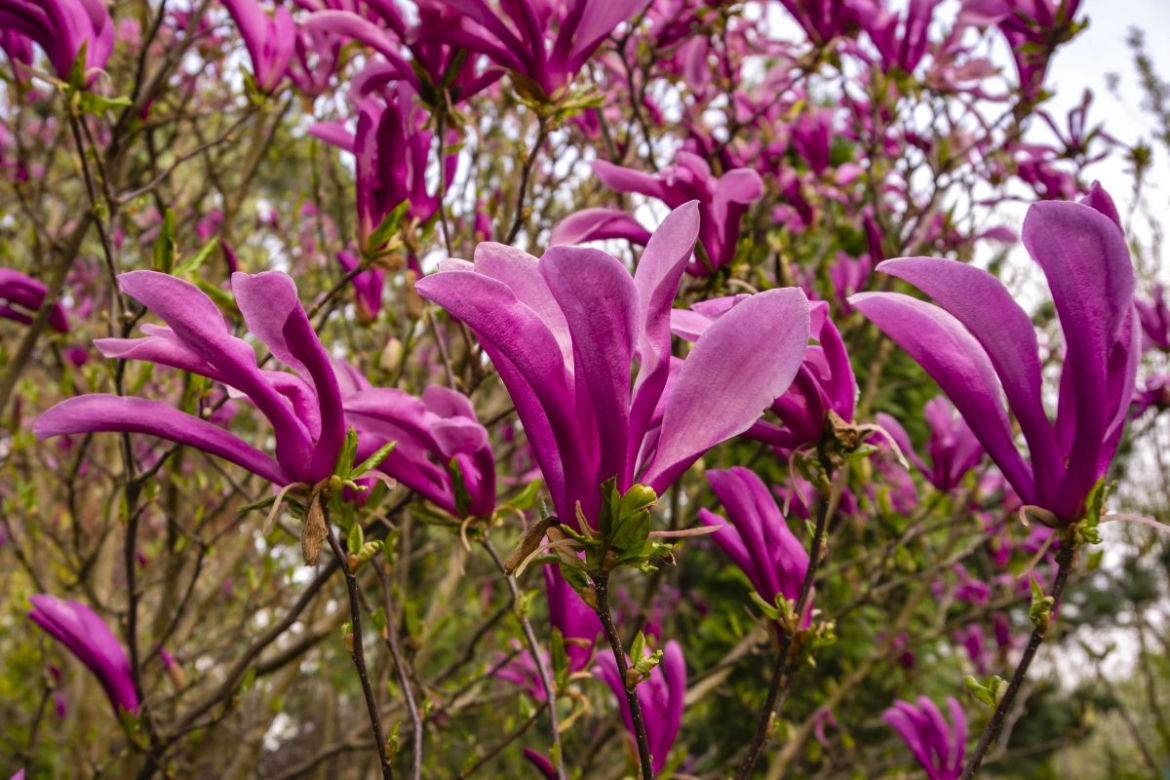 Magnolia 'Susan'