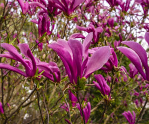 Magnolia 'Susan'