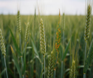 Wykrywanie chorób pszenicy dronem. Ten sposób może uratować nawet 40 procent plonów