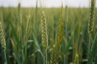 Wykrywanie chorób pszenicy dronem. Ten sposób może uratować nawet 40 procent plonów