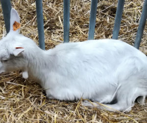 Koza polska uszlachetniona