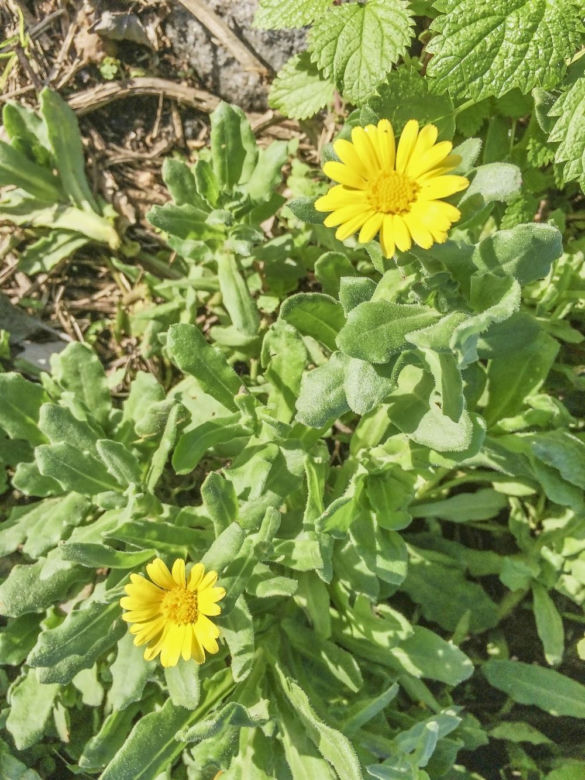 Asteriscus nadmorski