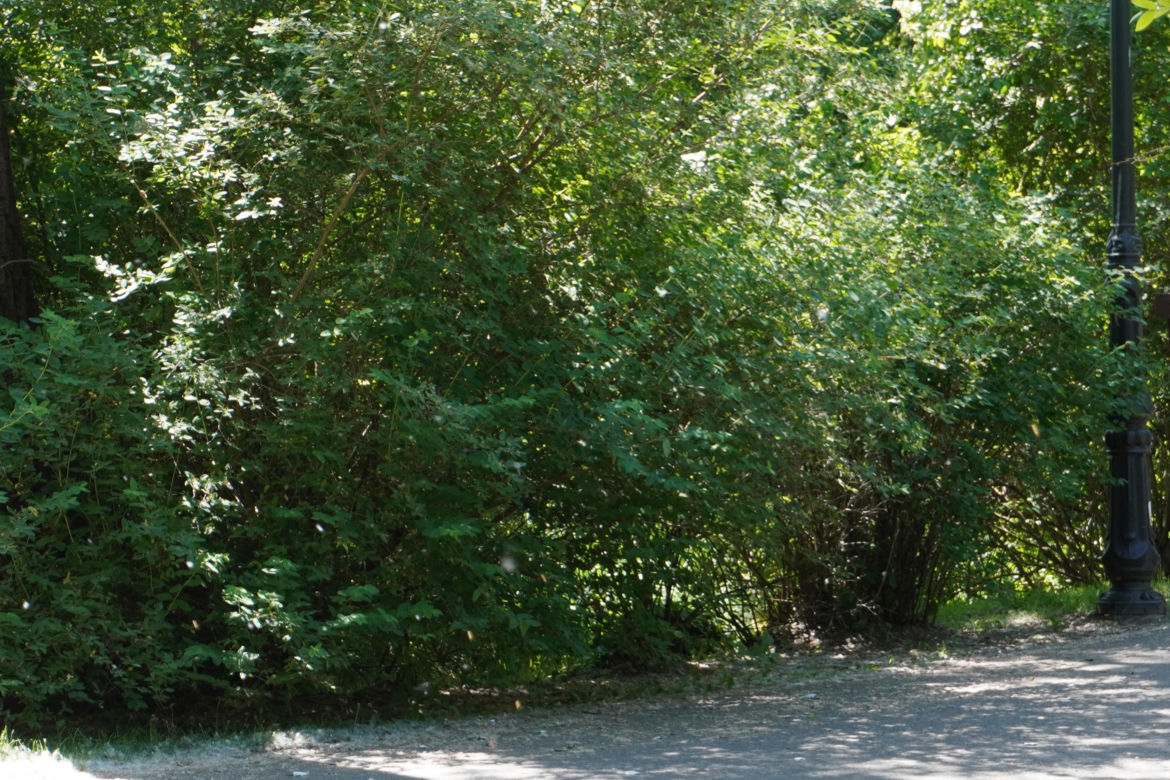 Park Sołacki w maju 2024