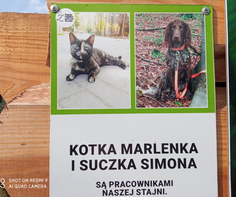 Wiosna wStajni Miejskiej w Żywcu